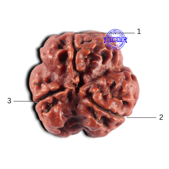 3 Mukhi Rudraksha from Nepal - Bead No. 458
