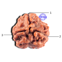 Load image into Gallery viewer, 3 Mukhi Rudraksha from Nepal - Bead No. 460
