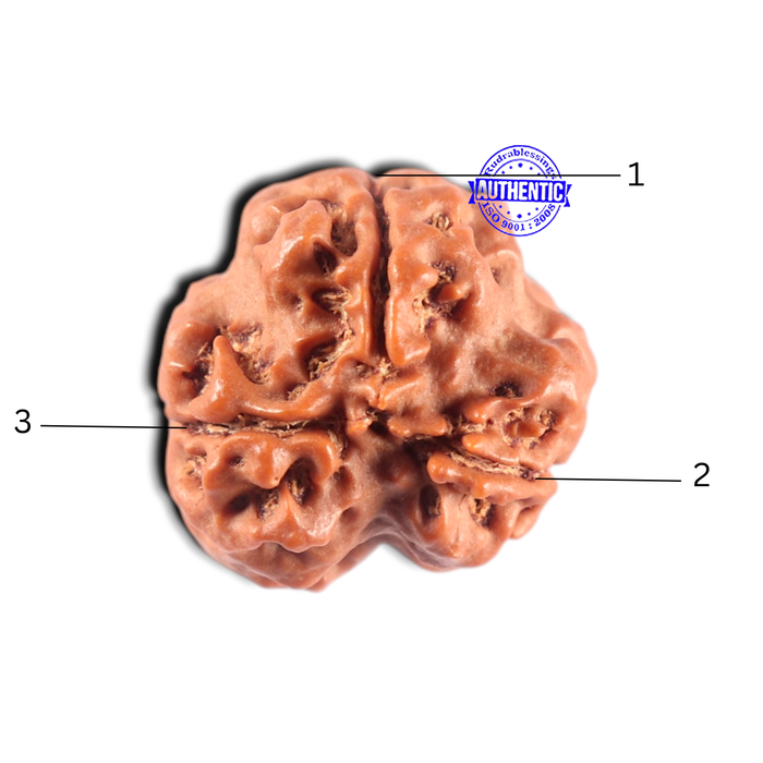 3 Mukhi Rudraksha from Nepal - Bead No. 462