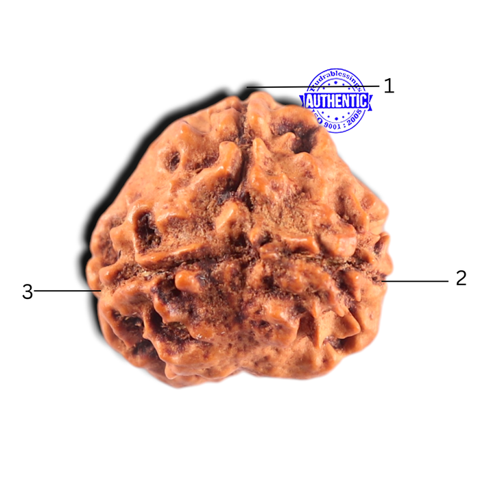 3 Mukhi Rudraksha from Nepal - Bead No. 463