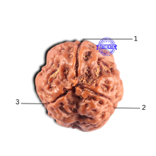 Load image into Gallery viewer, 3 Mukhi Rudraksha from Nepal - Bead No. 464
