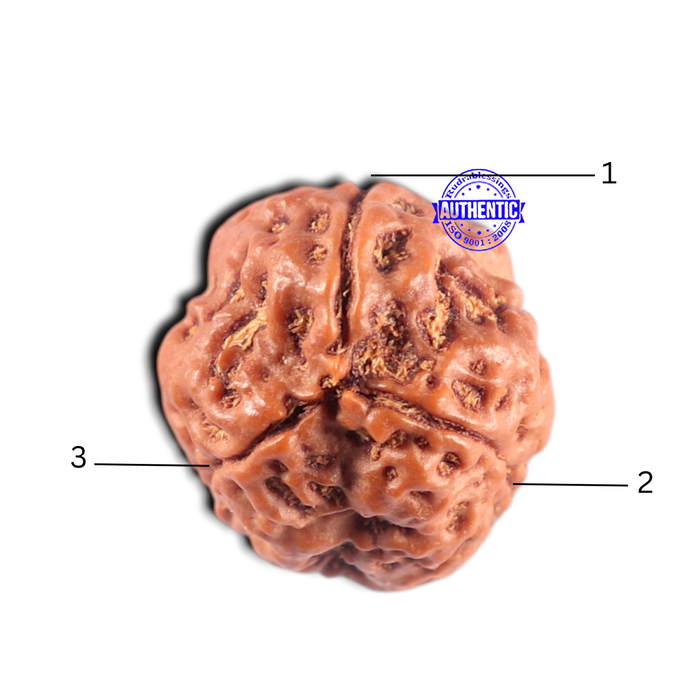 3 Mukhi Rudraksha from Nepal - Bead No. 464