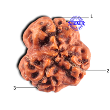 Load image into Gallery viewer, 3 Mukhi Rudraksha from Nepal - Bead No. 466
