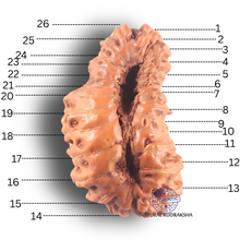 Load image into Gallery viewer, 26 Mukhi Rudraksha from Indonesia O
