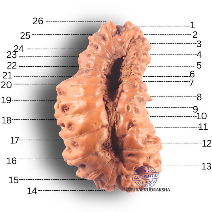 26 Mukhi Rudraksha from Indonesia O