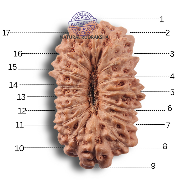 17 Mukhi Rudraksha from Indonesia - Bead No. 291
