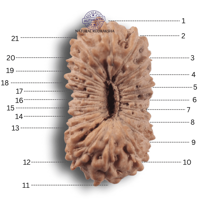 21 Mukhi Indonesian Rudraksha - Bead No. 170