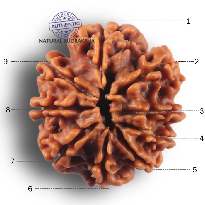 9 Mukhi Nepalese Rudraksha - Bead No. 469
