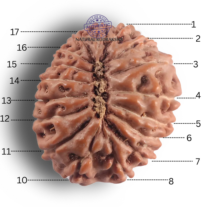 17 Mukhi Rudraksha from Indonesia - Bead No. 294