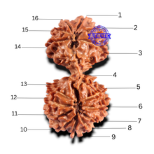 Load image into Gallery viewer, 16 Mukhi Gaurishanker Rudraksha from Nepal - Bead No. 112
