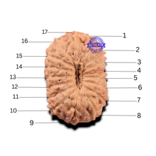 Load image into Gallery viewer, 17 Mukhi Rudraksha from Indonesia - Bead No. 284
