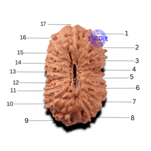 Load image into Gallery viewer, 17 Mukhi Rudraksha from Indonesia - Bead No. 283
