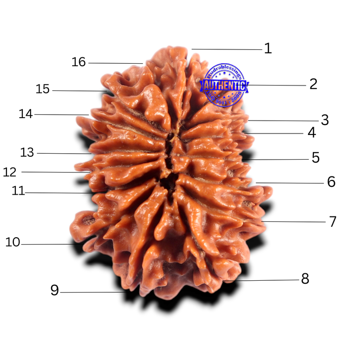 16 Mukhi Rudraksha from Nepal - Bead No. 121