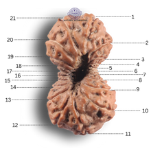 Load image into Gallery viewer, 21 Mukhi Indonesian Rudraksha - Bead No. 173
