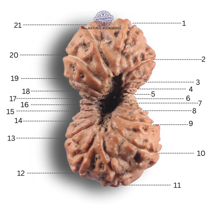 21 Mukhi Indonesian Rudraksha - Bead No. 173