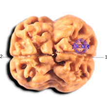 Load image into Gallery viewer, 2 Mukhi Rudraksha from Nepal - Bead No. 158
