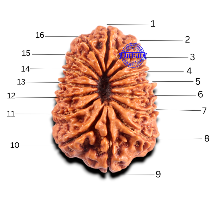 16 Mukhi Rudraksha from Nepal - Bead No. 102
