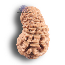 Load image into Gallery viewer, 16 Mukhi Rudraksha from Indonesia - Bead No. 348
