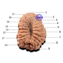 Load image into Gallery viewer, 17 Mukhi Rudraksha from Indonesia - Bead No. 282
