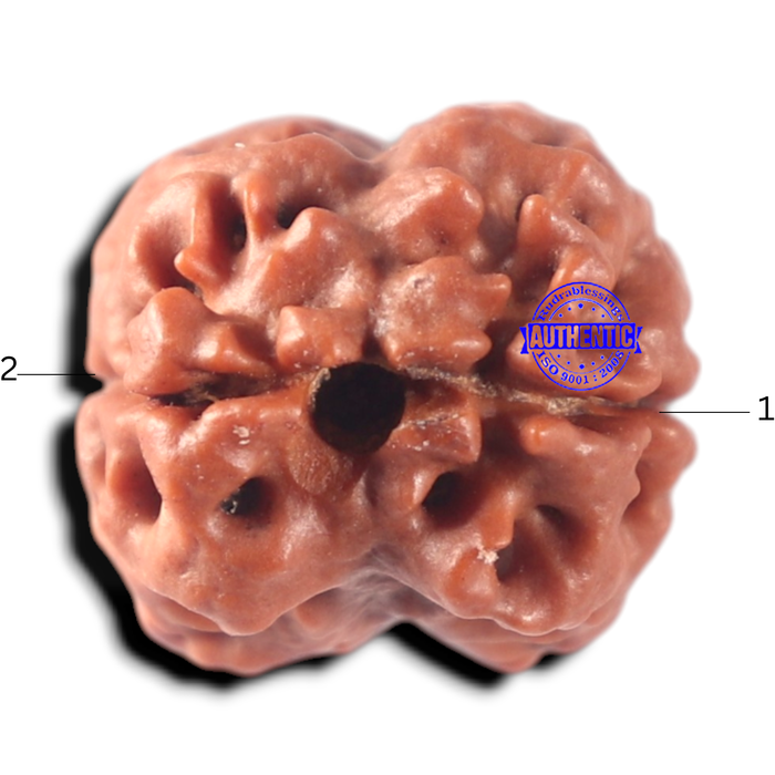 2 Mukhi Rudraksha from Nepal - Bead No. 181