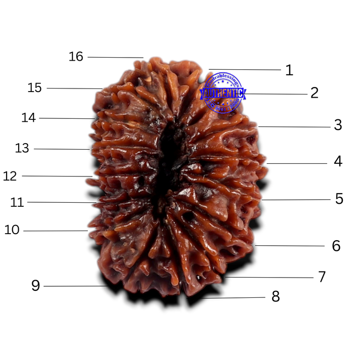 16 Mukhi Rudraksha from Nepal - Bead No. 69
