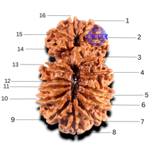Load image into Gallery viewer, 16 Mukhi Gaurishanker Rudraksha from Nepal - Bead No. 101
