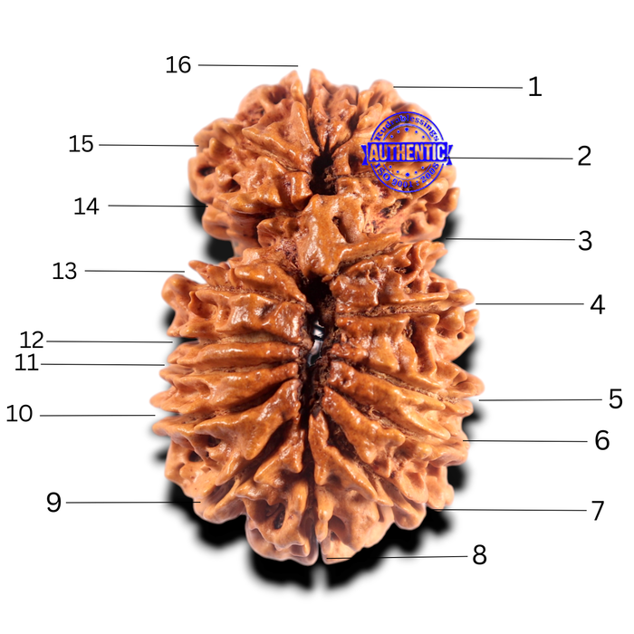 16 Mukhi Gaurishanker Rudraksha from Nepal - Bead No. 101