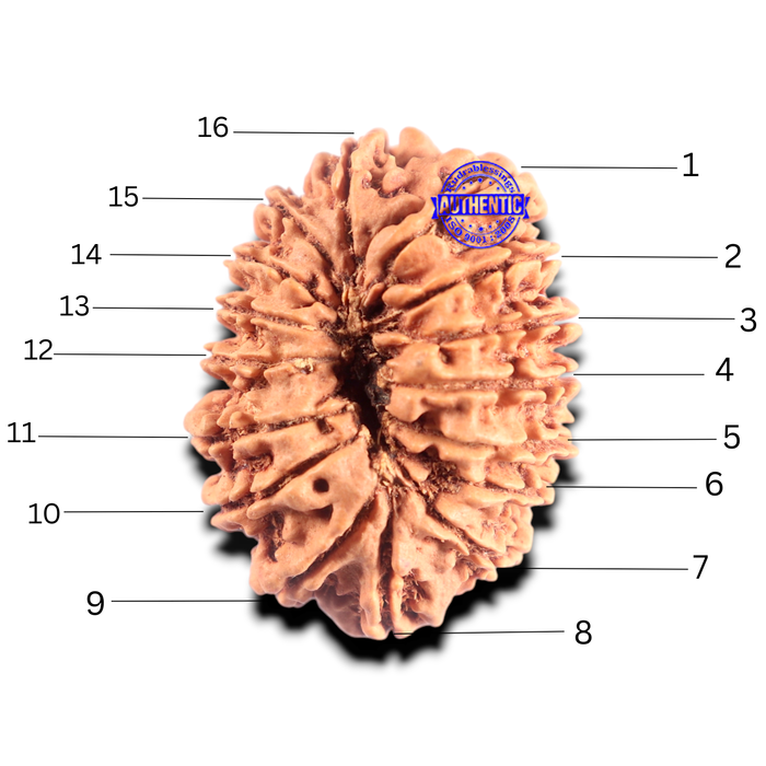16 Mukhi Rudraksha from Nepal - Bead No. 103