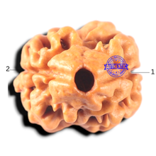 Load image into Gallery viewer, 2 Mukhi Rudraksha from Nepal - Bead No. 160
