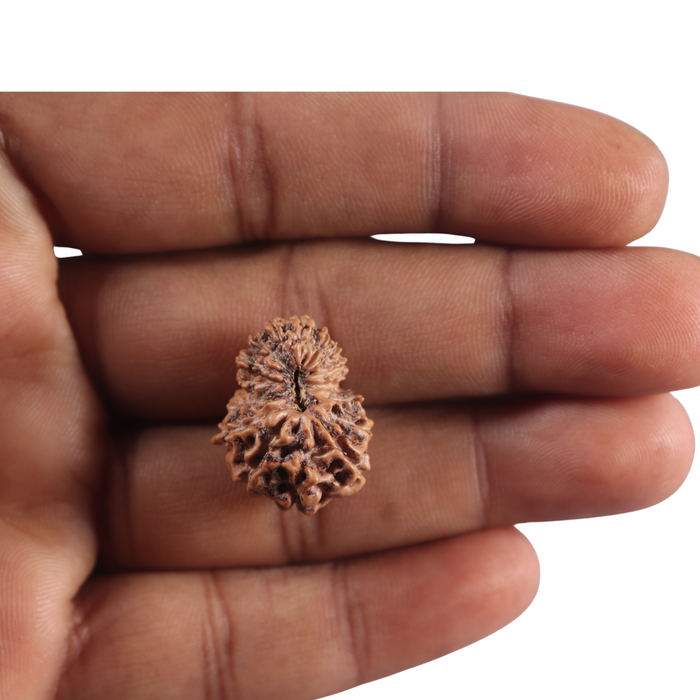 16 Mukhi Rudraksha from Indonesia - Bead No. 347