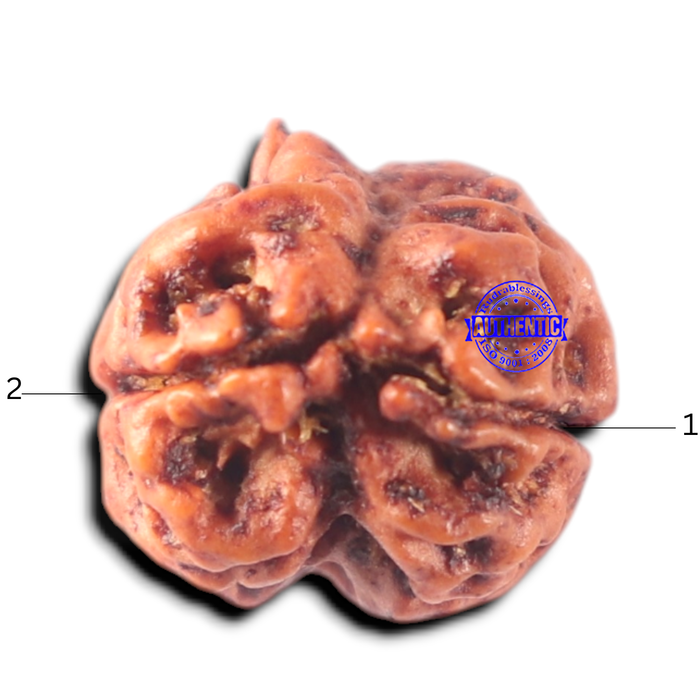 2 Mukhi Rudraksha from Nepal - Bead No. 157