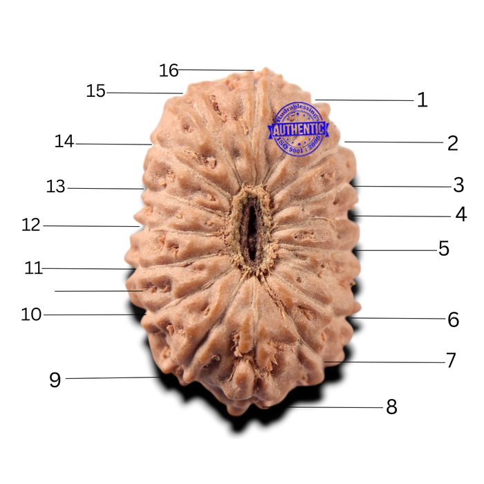 17 Mukhi Rudraksha from Indonesia - Bead No. 289