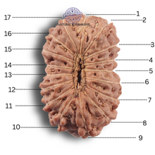 Load image into Gallery viewer, 17 Mukhi Rudraksha from Indonesia - Bead No. 287
