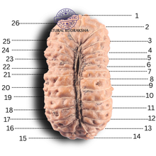 Load image into Gallery viewer, 26 Mukhi Rudraksha from Indonesia
