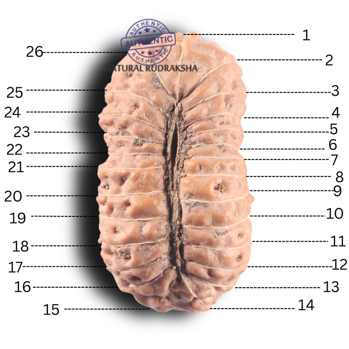 26 Mukhi Rudraksha from Indonesia