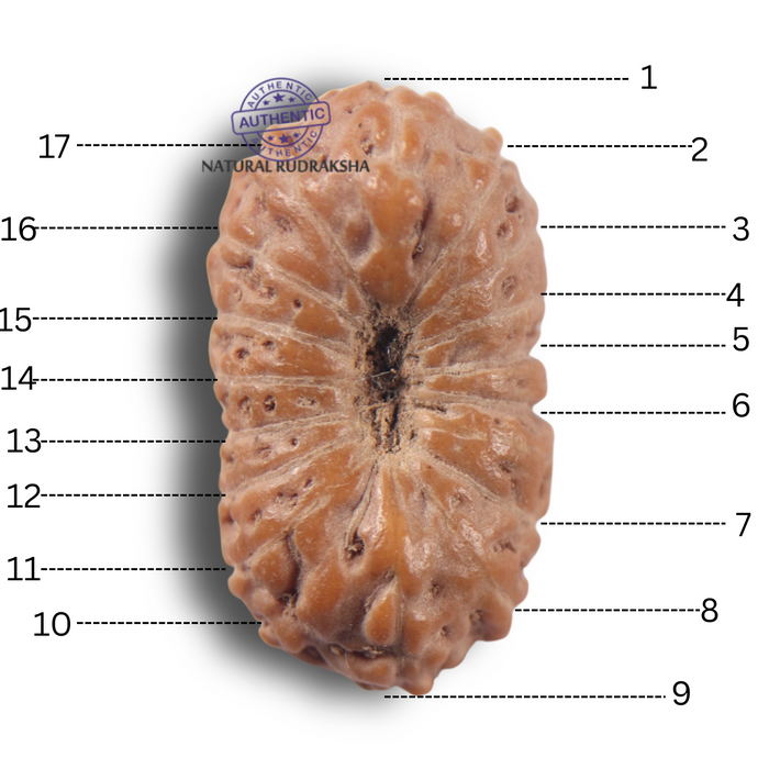17 Mukhi Rudraksha from Indonesia - Bead No. 285
