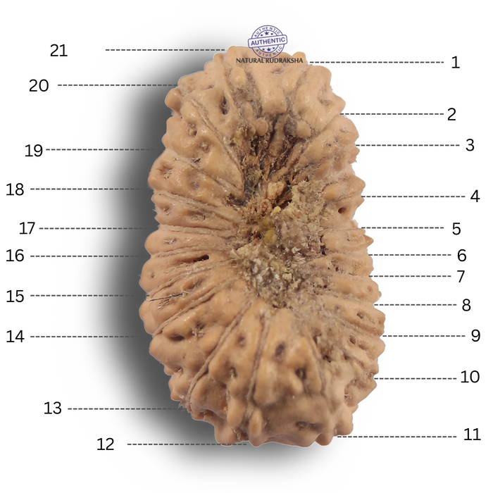 21 Mukhi Indonesian Rudraksha - Bead No. 169
