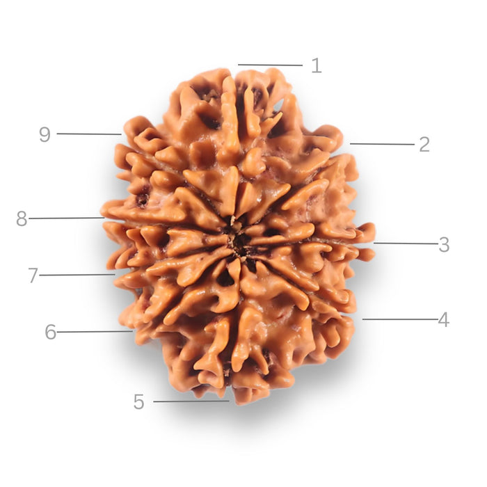 9 Mukhi Nepalese Rudraksha - Bead No. 436