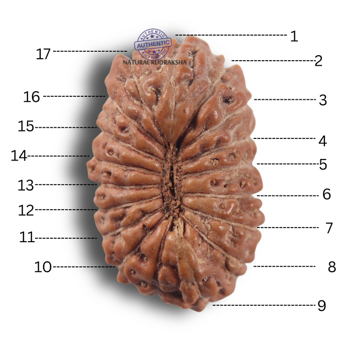 17 Mukhi Rudraksha from Indonesia - Bead No. 286