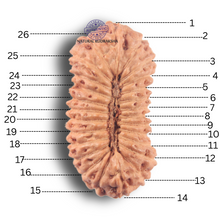 Load image into Gallery viewer, 26 Mukhi Rudraksha from Indonesia P
