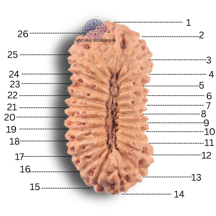 26 Mukhi Rudraksha from Indonesia P