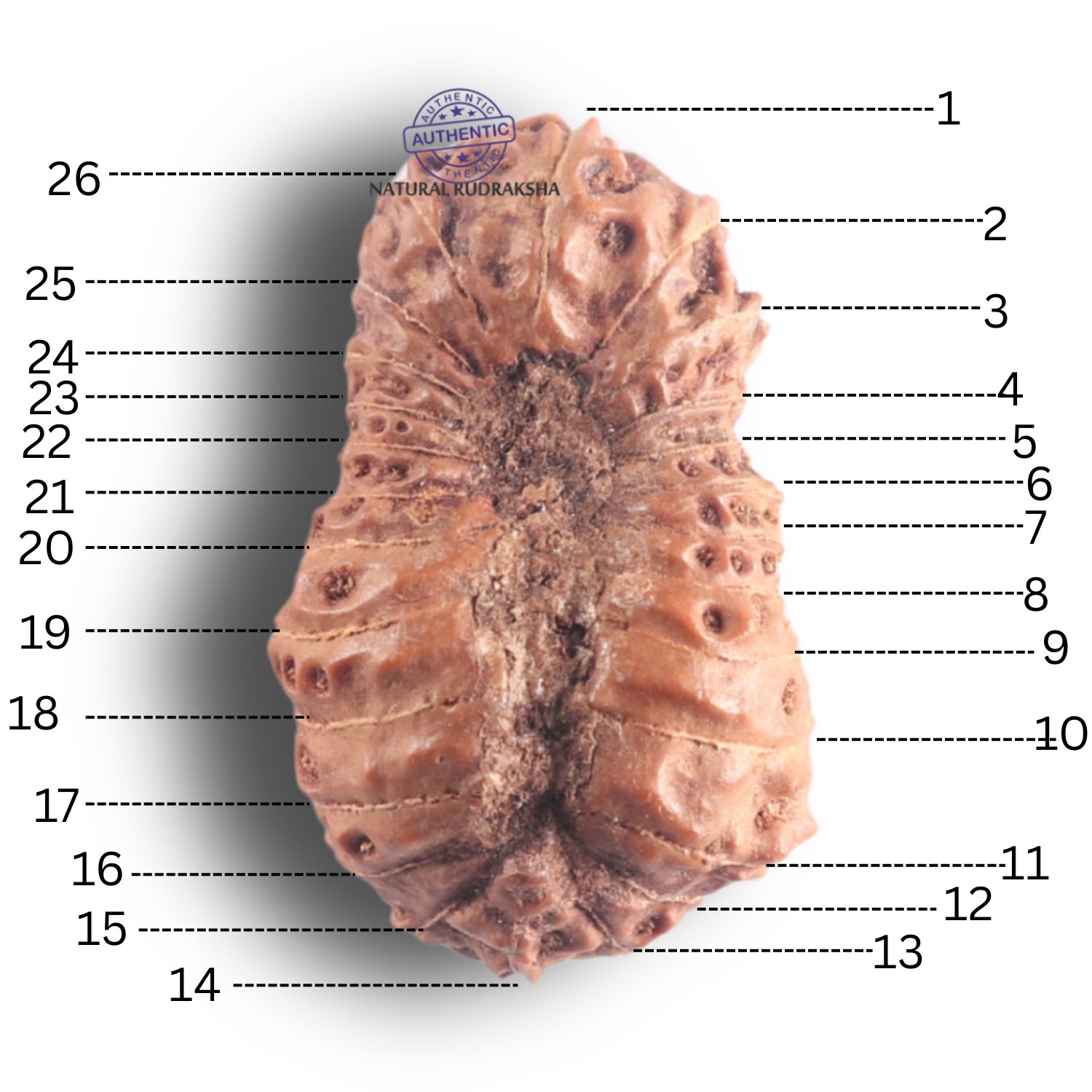 Rudraksha 1 Mukhi Argento - Seme Autentico Certificato, Origine Indonesiana Rudraksha 1 Mukhi Argento - Seme Autentico Certificato, Origine Indonesiana