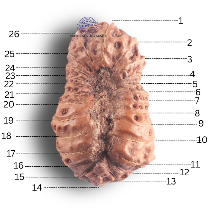 26 Mukhi Rudraksha from Indonesia