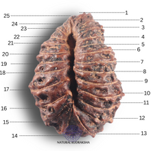 Load image into Gallery viewer, 25 Mukhi Rudraksha from Indonesia Bead No. C
