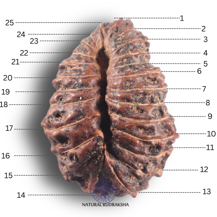 25 Mukhi Rudraksha from Indonesia Bead No. C