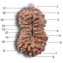 Load image into Gallery viewer, 17 Mukhi Rudraksha from Indonesia - Bead No. 290
