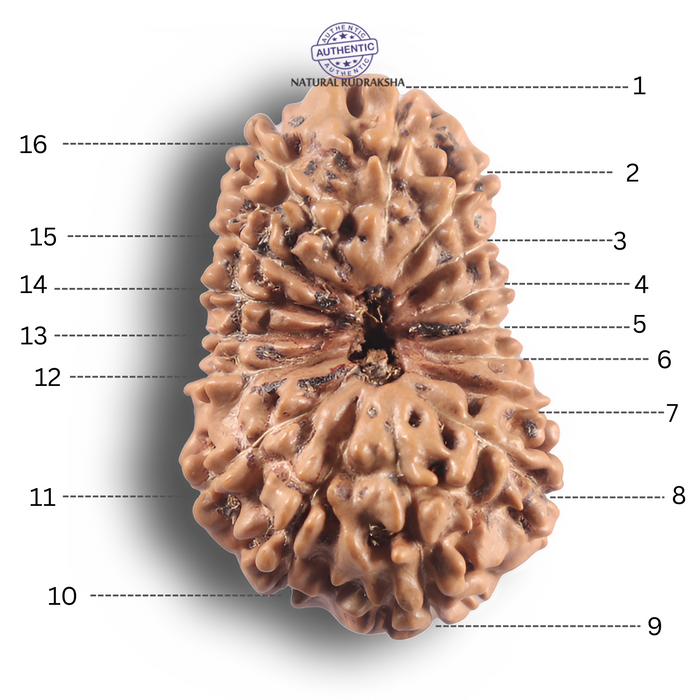 16 Mukhi Rudraksha from Indonesia - Bead No. 345