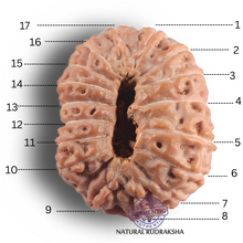 Load image into Gallery viewer, 17 Mukhi Rudraksha from Indonesia - Bead No. 295
