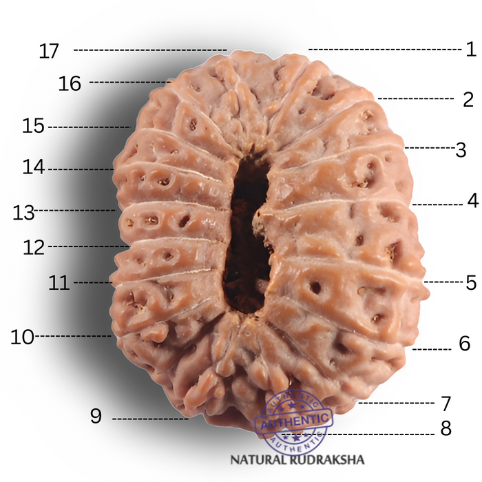 17 Mukhi Rudraksha from Indonesia - Bead No. 295
