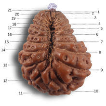 Load image into Gallery viewer, 21 Mukhi Indonesian Rudraksha - Bead No. 171
